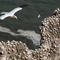 Nesting Gannets at Bempton Cliffs, Yorkshire, England, UK